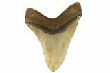 Huge, Fossil Megalodon Tooth - North Carolina #183305-2